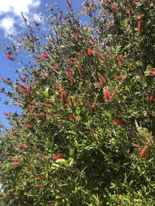 Photo From: Red Bottlebrush Hydrosol – Grown and distilled by me in Maui
