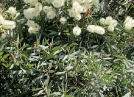 Niaouli Hydrosol (aka white bottlebrush plant in Maui)