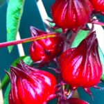Photo From: Hibiscus Tea