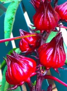 Photo From: Hibiscus Tea
