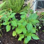 Photo From: Tulsi & Rose Tea