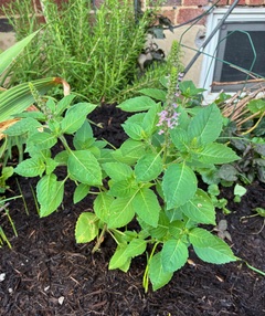 Photo From: Tulsi & Rose Tea